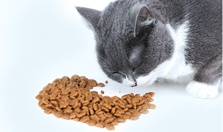 Đặc điểm của thức ăn cho mèo